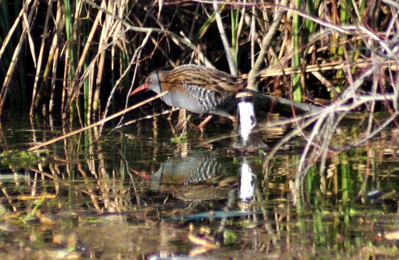 Rallus aquaticus